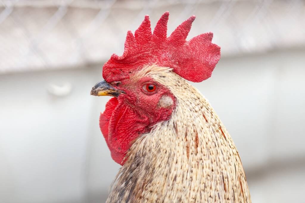 A cockerel in a lifestyle image in a farmyard. Farm management. Animal farm. Rooster.