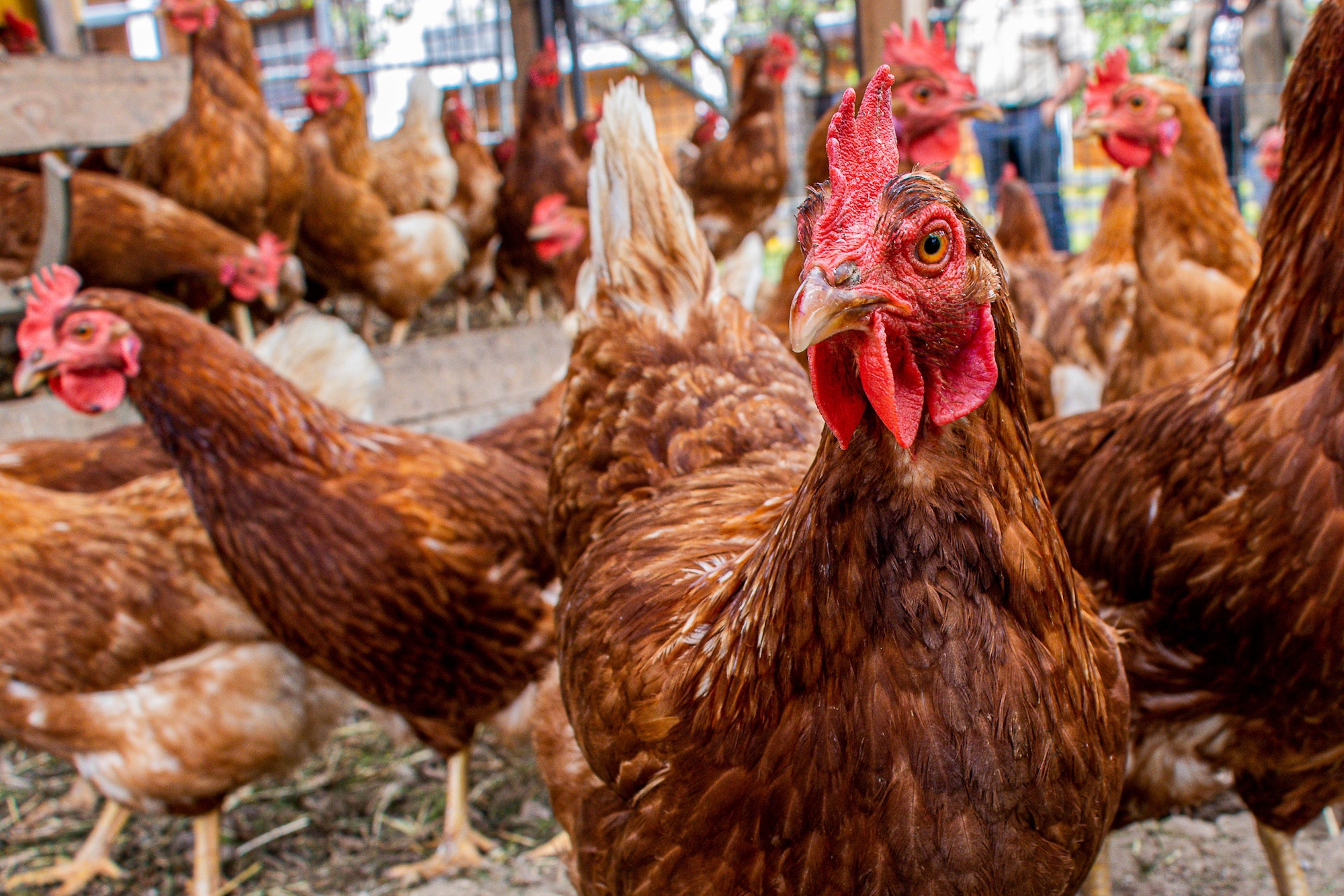 Brown chicken in the farm