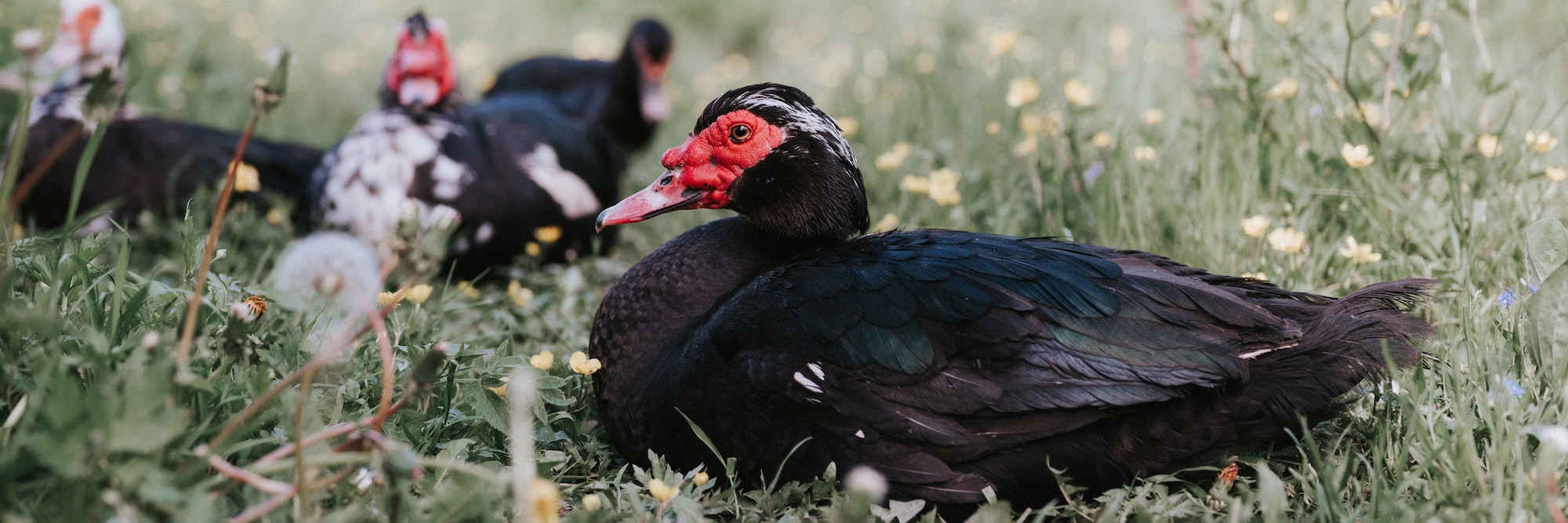 family musk or indo ducks on farm nature. breeding of poultry in small scale rural domestic farming