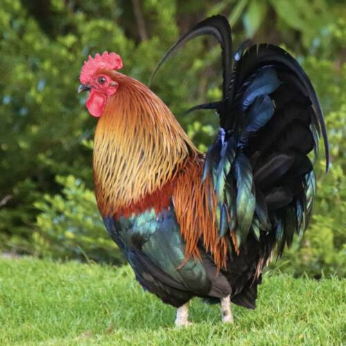 a beautiful colourful rooster. Rooster on grass, in the sun