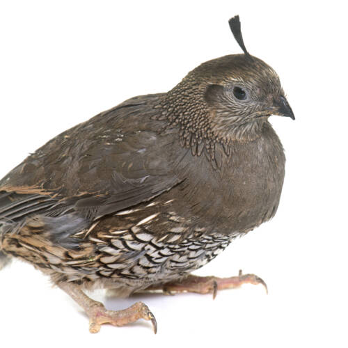 California quail in studio