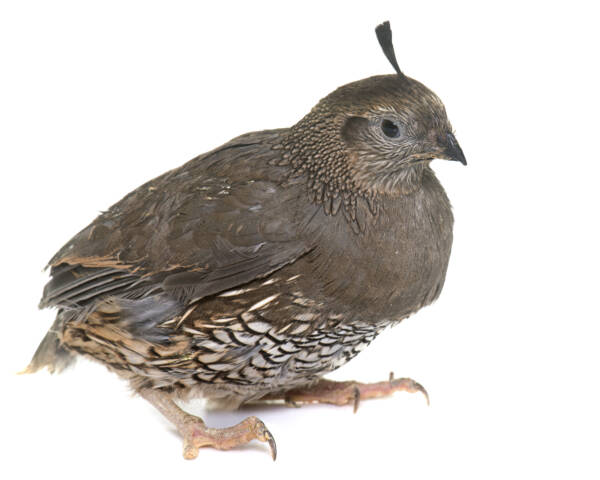 California quail in studio