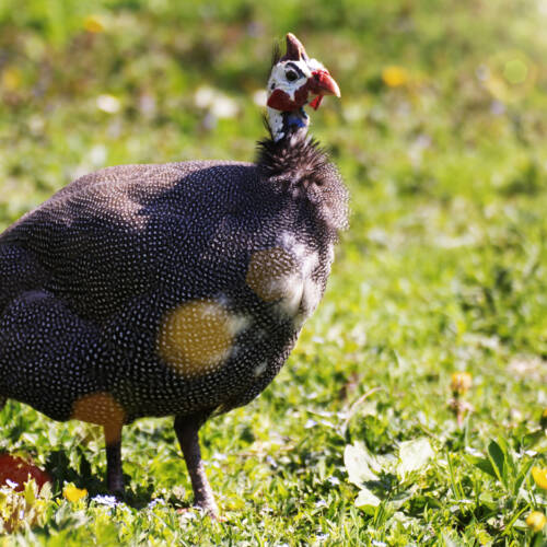 Guinea fowl grazing on green backyard grass