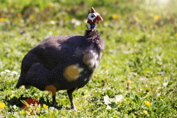 Guinea fowl grazing on green backyard grass