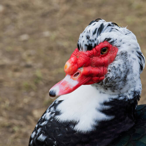 Muscovy ducks (Cairina moschata) is a duck