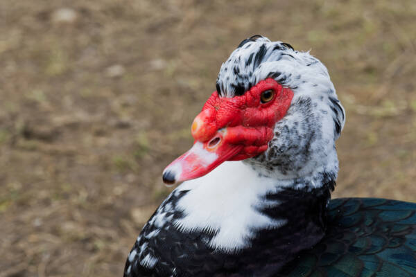 Muscovy ducks (Cairina moschata) is a duck